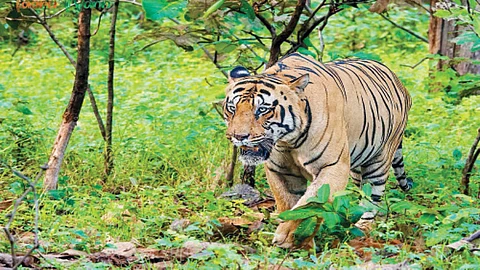 Strength over experience two tiger fight at tadoba wildlife sanctuary
