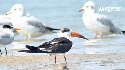 Rare Indian skimmer bird found at Shiroda Beach