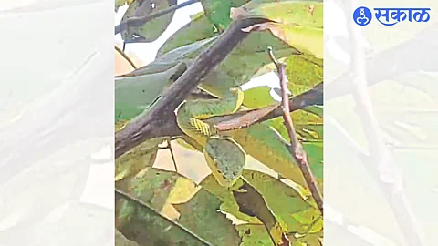 The Green Ghonas i.e. Bamboo Peat Viper snake found by the pilgrims below the Astamba peak.