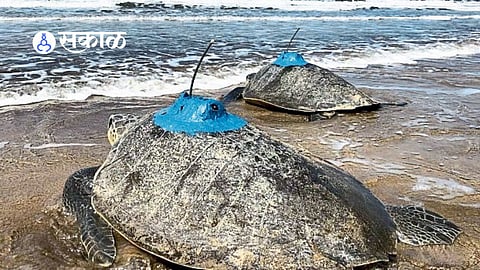 Bageshree and Guha Turtle