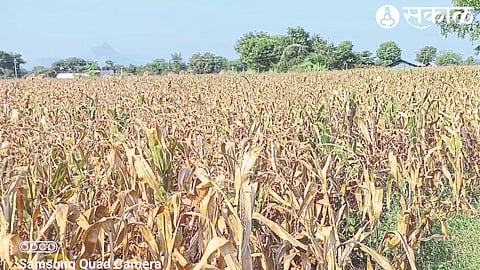 Due to lack of rain, dried maize became fodder