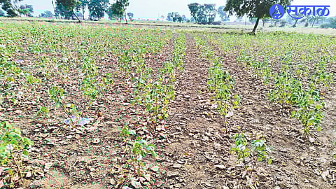 The condition of crops due to lack of water