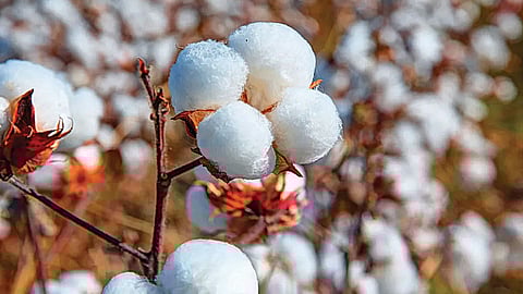 Cotton