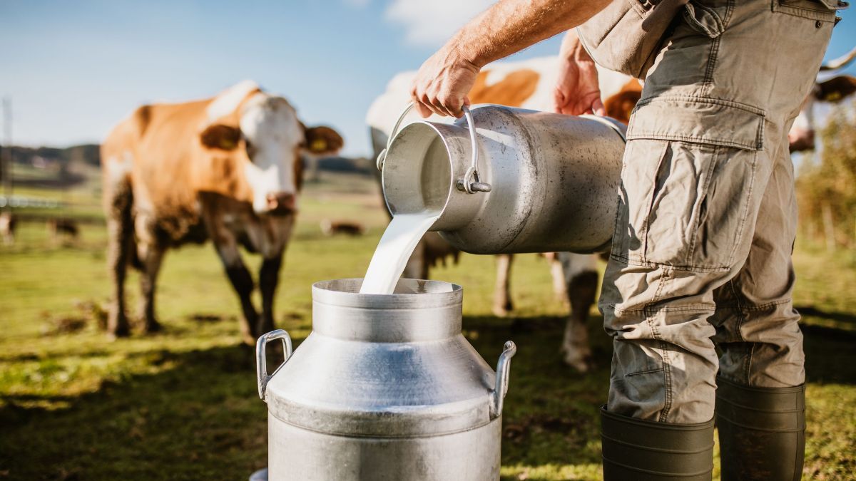 Cow Buffalo Milk Dairy Satara