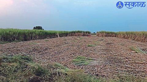 A sugarcane field crowded with cuttings