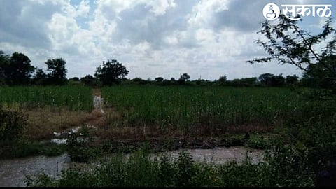 Farmer family struggling to save rice crop from unseasonal rains in Igatpuri taluka on Thursday.