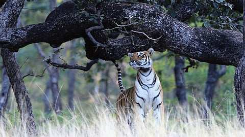 first tigress in Tadoba to wear radio collar nicknamed Choti Tara animal forest
