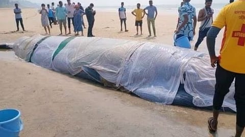 Death of Whale Fish In Ganpatipule Sea