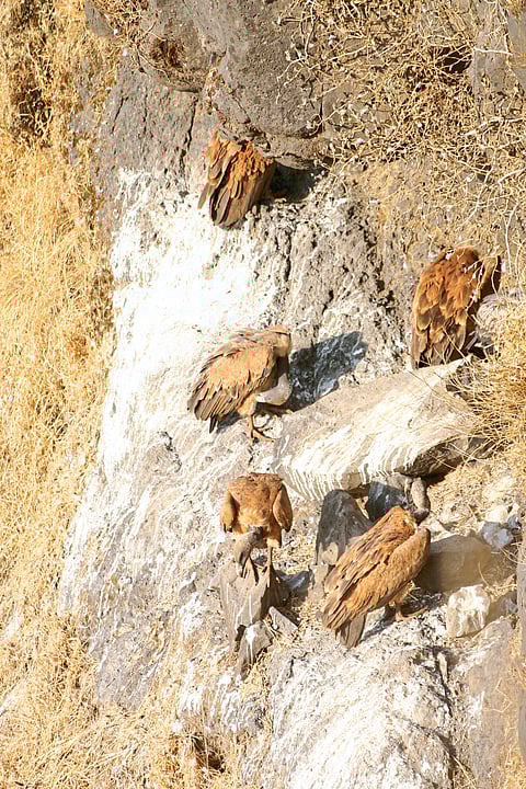 पिंगोरीत गिधाड संवर्धन, प्रजनन केंद्र