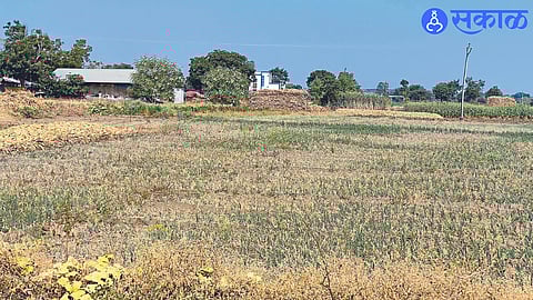Due to lack of water for the planted onion, the onion crop is cut in the field.