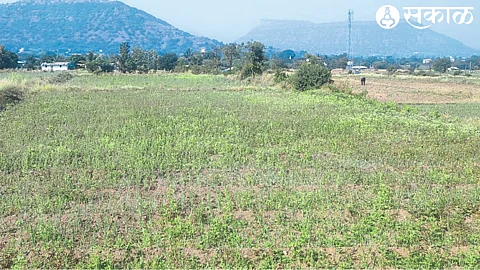 Onion crop left by the farmers due to decrease in water level in the area and no fall of onion