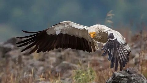 vulture