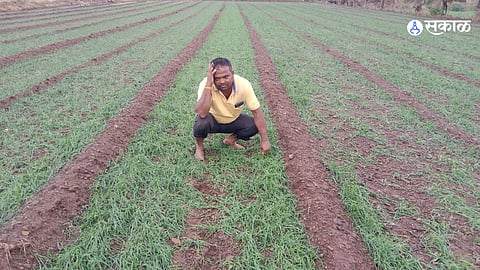 heavy rain with hail in ambegaon caused damage crops pune weather rain forecast