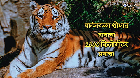 Tadoba Tiger Journey