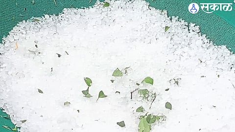 Hailstorm and damage to eggplant in Niphad area.