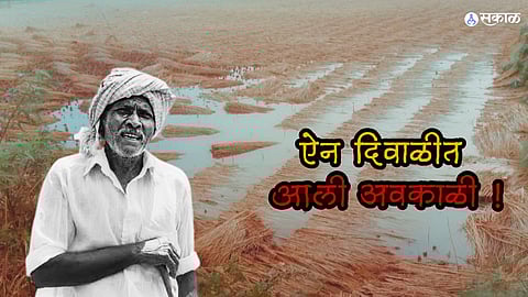 हाता तोंडाशी आलेला घास पावसाने हिरावून नेला, दिवाळी साजरी करावी तरी कशी? शेतकऱ्यांचे मोठे नुकसान