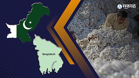 cotton news