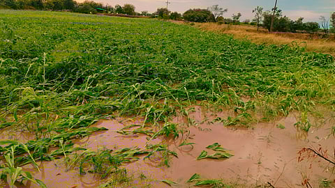 Agriculture Loss