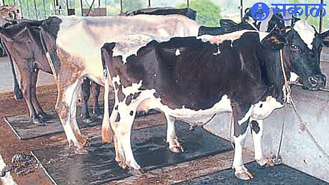 cow