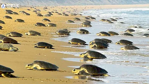 turtle