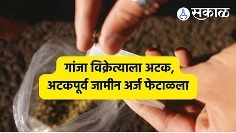 Solapur Crime:शिवफाटा गांजा प्रकरणात दुसरी अटक, आरोपीने खेड सत्र न्यायालयात दाखल केला होता अटकपूर्व जामीन अर्ज