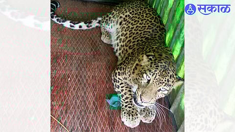 leopard of Nilavandi Shivara finally jailed