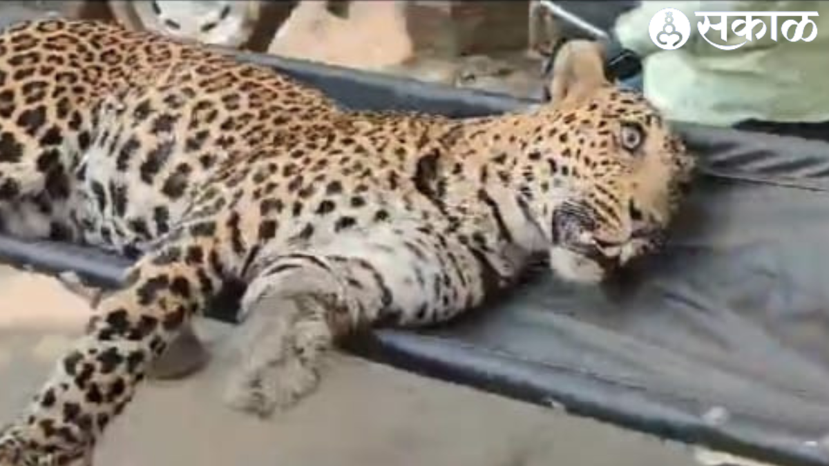 Savata Nagars leopard jailed due to forest department tireless efforts