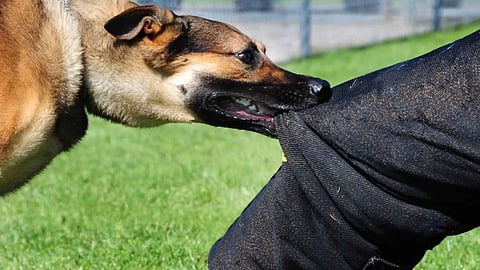 Dogs Karnataka Government