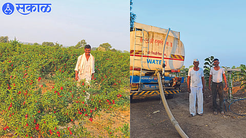 Pomegranate garden raised by Mohan Kadnor by buying water.
and Farmers trying to revive orchards by bringing water with tankers