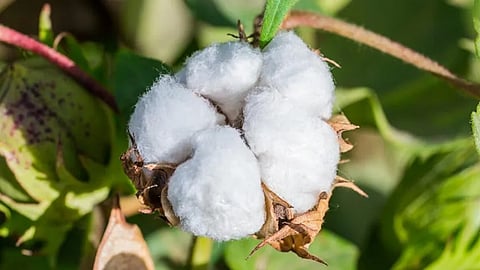 Sangali Cotton