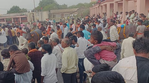 nanded culture Buffalo pola celebrated procession of decorated buffaloes took attention of Ardhapur