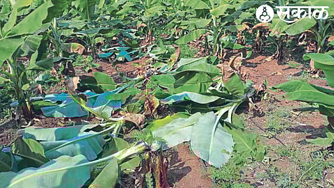 A bunch of bananas cut and thrown away in a field in Shiwar.