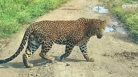 leopard seen in junnar pune marathi news animal care
