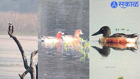 Osprey, Eurasian Visio, Schönhler