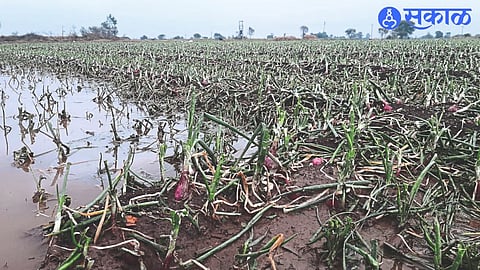 ambegaon unseasonal rain hit 98 village farmers 4 cr loss tehsildar sanjay nagtilak pune