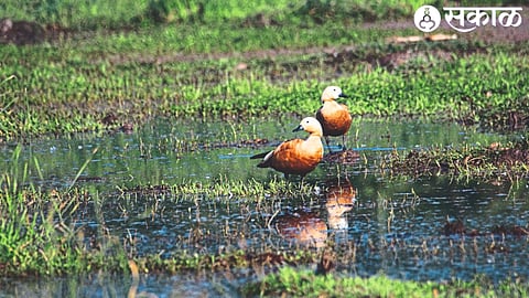 A pair of Brahminy ducks found at Khadak Malegaon Dam.