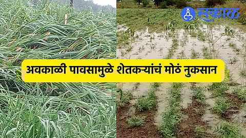 Unseasonal Rains: घरावरील पत्रे उडाले, झाडं पडली ; भोकरदनला अवकाळी पावसाने झोडपले, फळबागांचे नुकसान