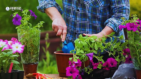 Gardening Tips : हिवाळ्यात झाडे कोमेजून जातात? मग, बचाव करण्यासाठी अशी घ्या काळजी