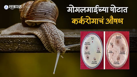 Cancer Medicine in Snail Slime