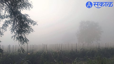 Dense fog spread over the farm