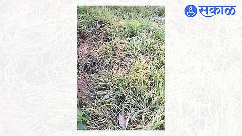 Weed killer on onion plants in farmer Dilip Jadhav's field.