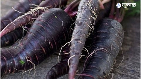 Black Carrot Benefits : हिवाळ्यात नक्की खा काळे गाजर; वेट लॉससोबत या गंभीर आजाराचा धोका करतात कमी