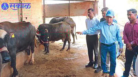Central team officials inspecting the buffalo herd of farmer Sanjay Dokhe.