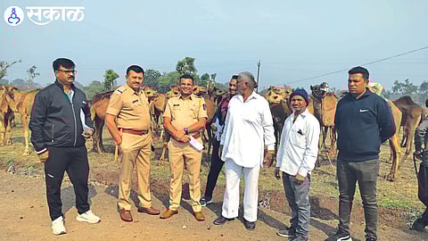 Police inspector Ansaram Agarkar, neighbors Hemant Khairnar, Dnyaneshwar Marathe, Dinesh Eshi etc. took action on the suspicion of taking camels for slaughter.