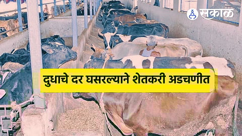 Shevgaon: दुष्काळाची झळ, दूध दराची कळ ! दुधाचे दर घसरल्याने संकट, जनावरं विकण्याची शेतकऱ्यांवर वेळ