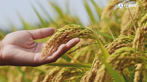 rabi crop farmer need water Dolavaha lake administration neglect agriculture mangaon