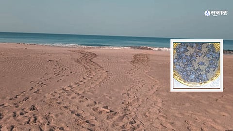 Olive ridley sea turtle