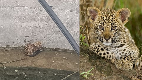 Leopard Forest Department