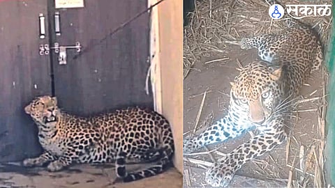 A leopard trapped in the back of the hospital and Imprisoned leopard.