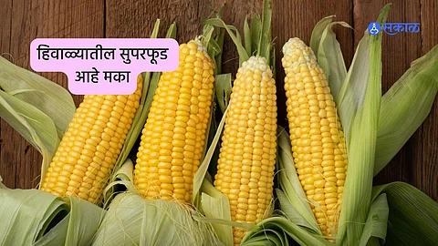 Corn Benefits : हिवाळ्यातील सुपरफूड आहे मका, जाणून घ्या ‘हे’ आरोग्यदायी फायदे